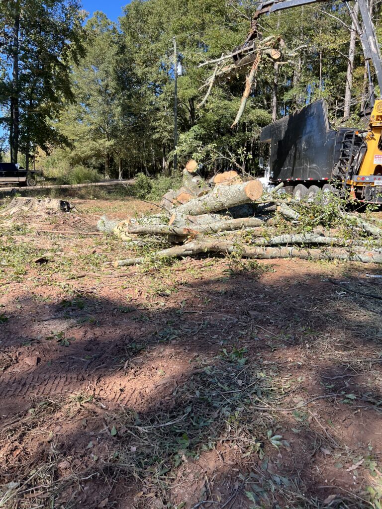 Tree removal performed safely, using proper equipment and professional techniques.