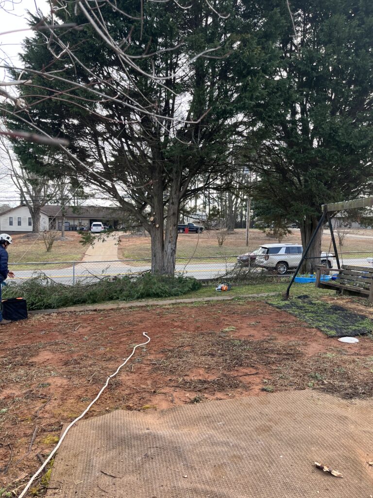 Professional tree removal service in Gainesville, GA and surrounding areas