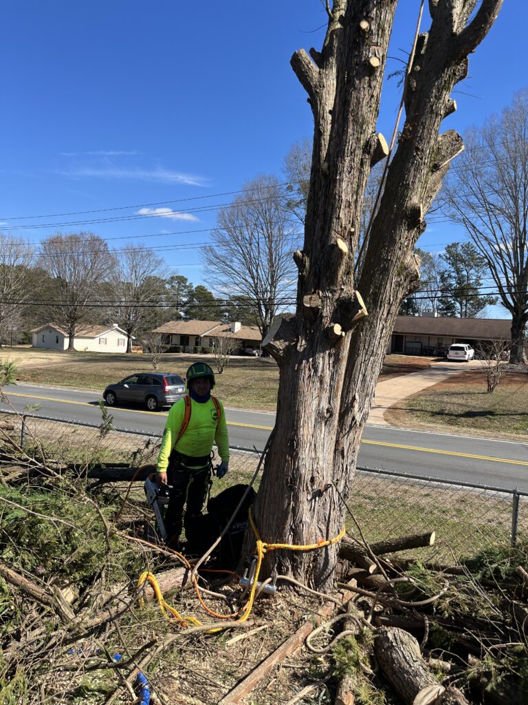 Professional tree cutting and removal service in Gainesville, GA