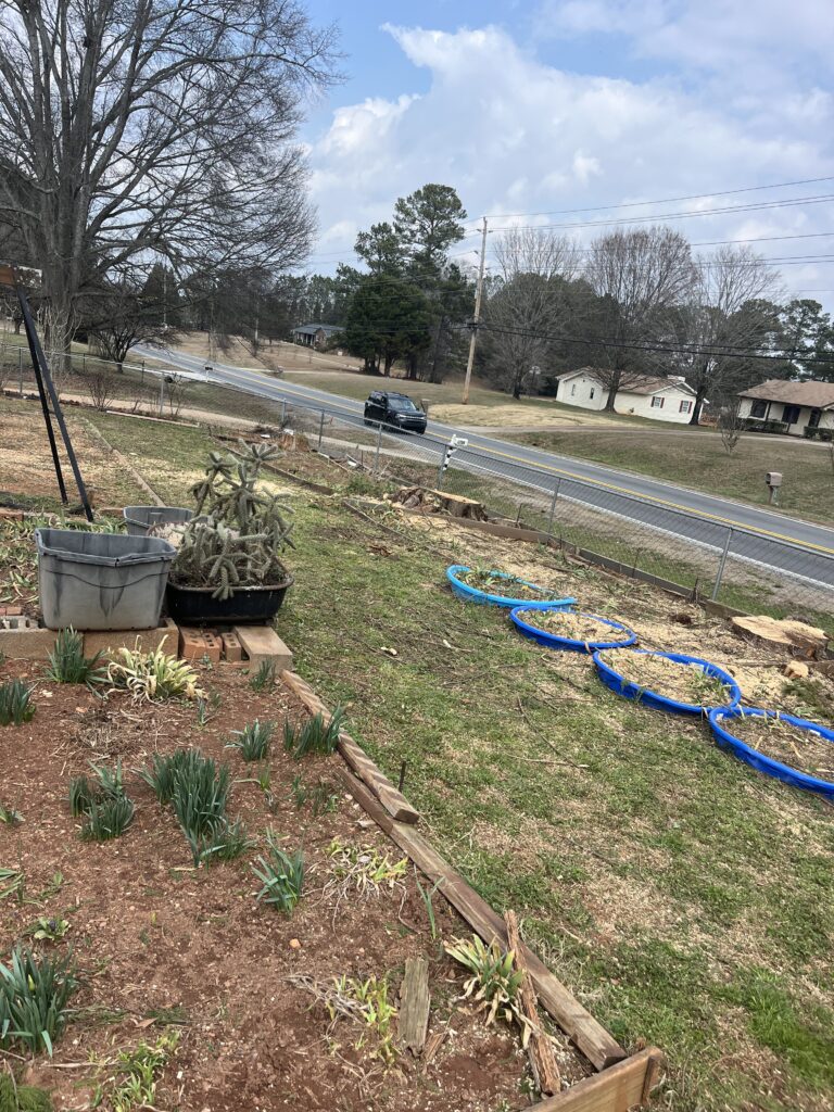 Tree removal service with clean yard in Gainesville, GA
